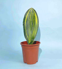Whale Fin Snake Plant - plastic pot - Just plant - Tumbleweed Plants - Online Plant Delivery Singapore