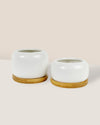 Matte White Cement Pot with Wooden Tray - Short - medium - Pot - Tumbleweed Plants - Online Plant Delivery Singapore