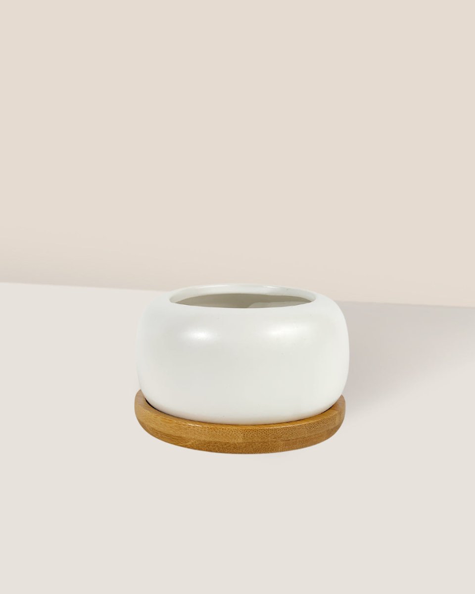 Matte White Cement Pot with Wooden Tray - Short - small - Pot - Tumbleweed Plants - Online Plant Delivery Singapore