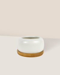Matte White Cement Pot with Wooden Tray - Short - small - Pot - Tumbleweed Plants - Online Plant Delivery Singapore