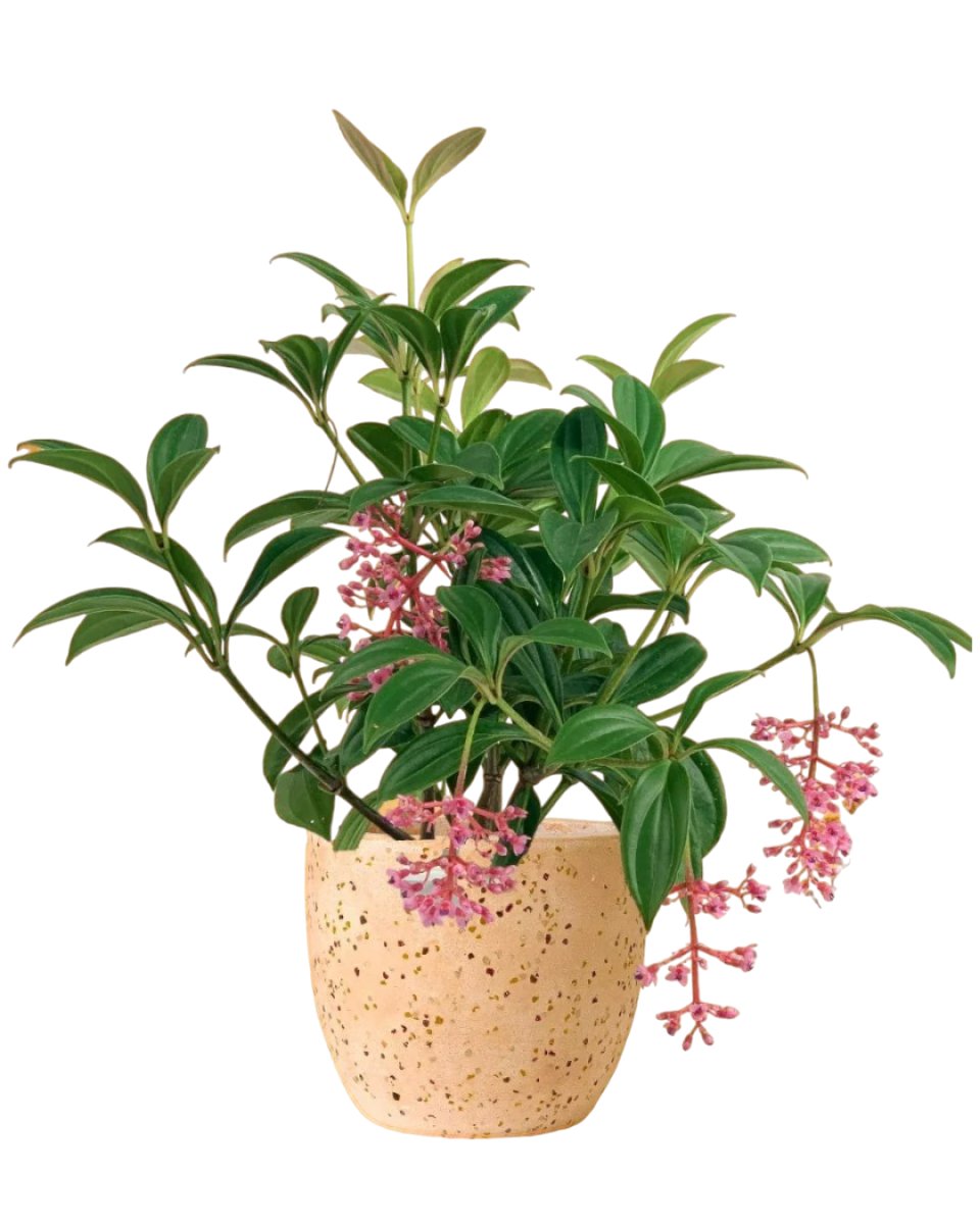 Medinilla Plant - dwarf paired with little egg pot pink