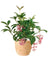 Medinilla Plant