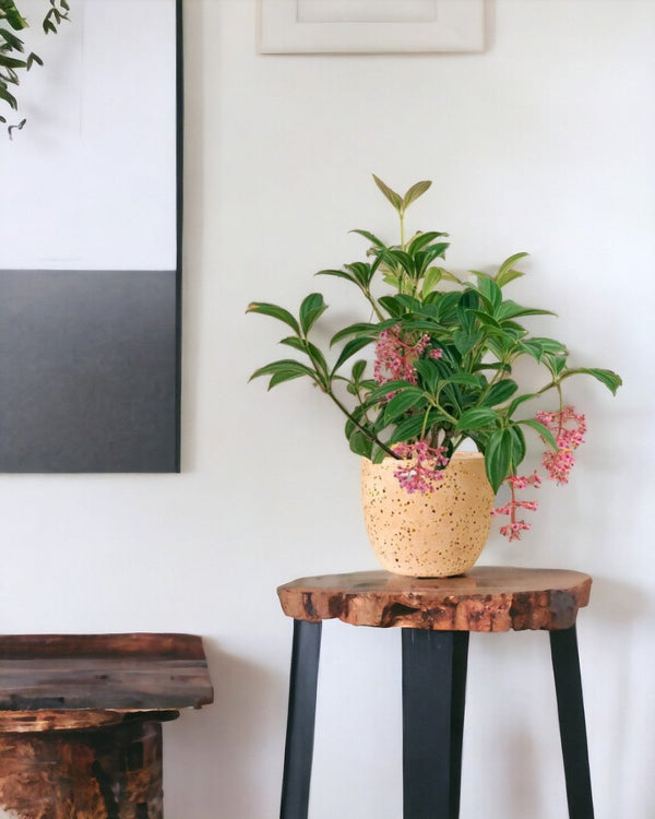 Medinilla Plant - dwarf paired with little egg pot pink