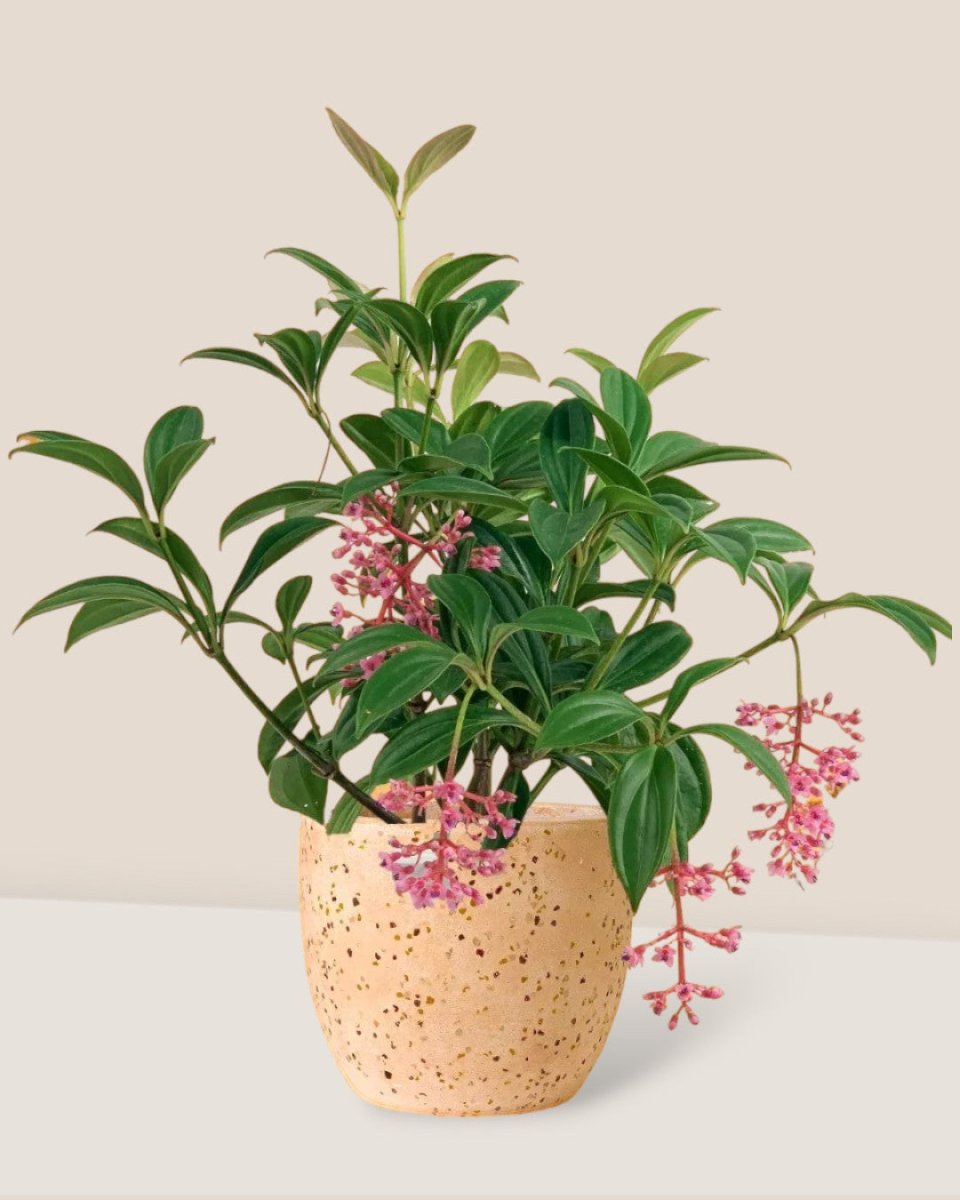 Medinilla Plant - dwarf paired with little egg pot pink