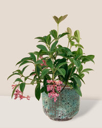 Medinilla Plant - dwarf paired with xian planter