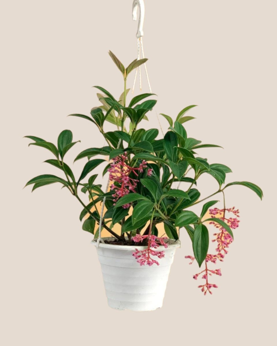 Medinilla Plant - dwarf in a hanging grow pot