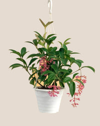 Medinilla Plant - dwarf in a hanging grow pot