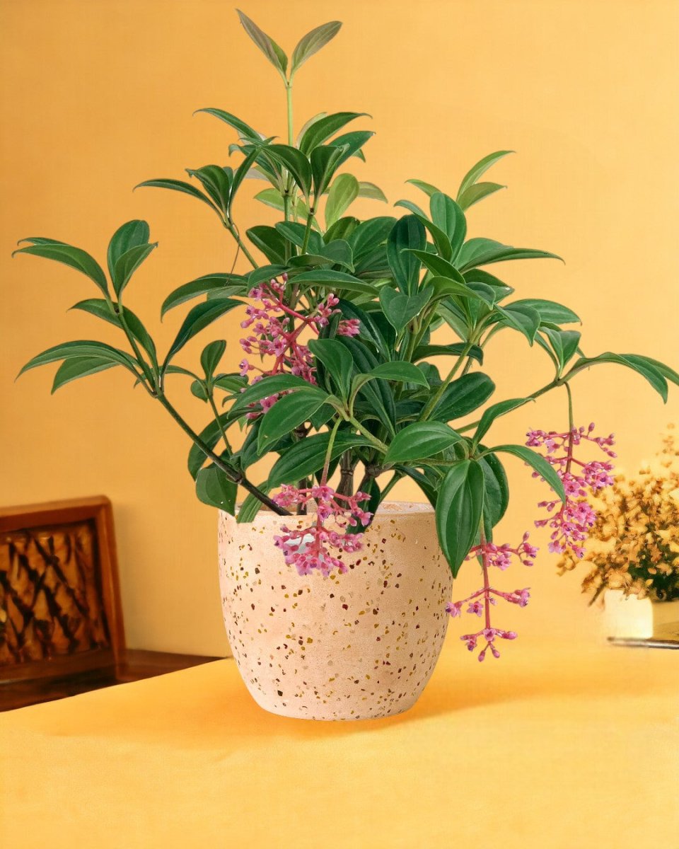 Medinilla Plant - dwarf paired with little egg pot pink