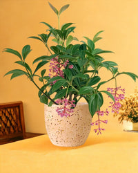 Medinilla Plant - dwarf paired with little egg pot pink