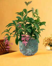 Medinilla Plant - dwarf paired with xian planter