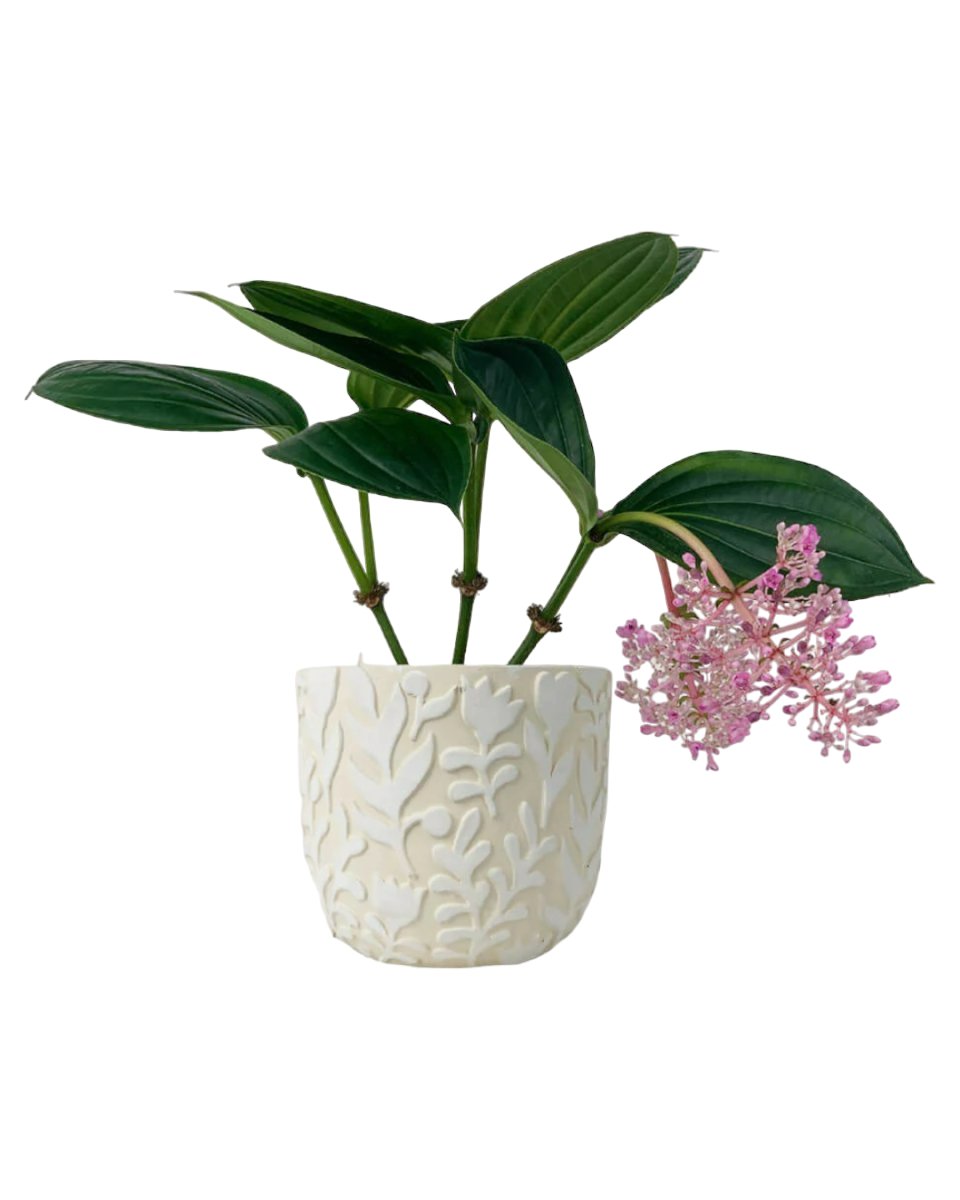 Medinilla paired with Annabelle Planter