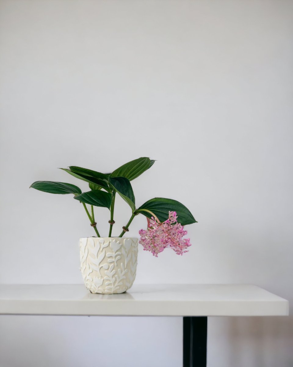 Medinilla paired with Annabelle Planter