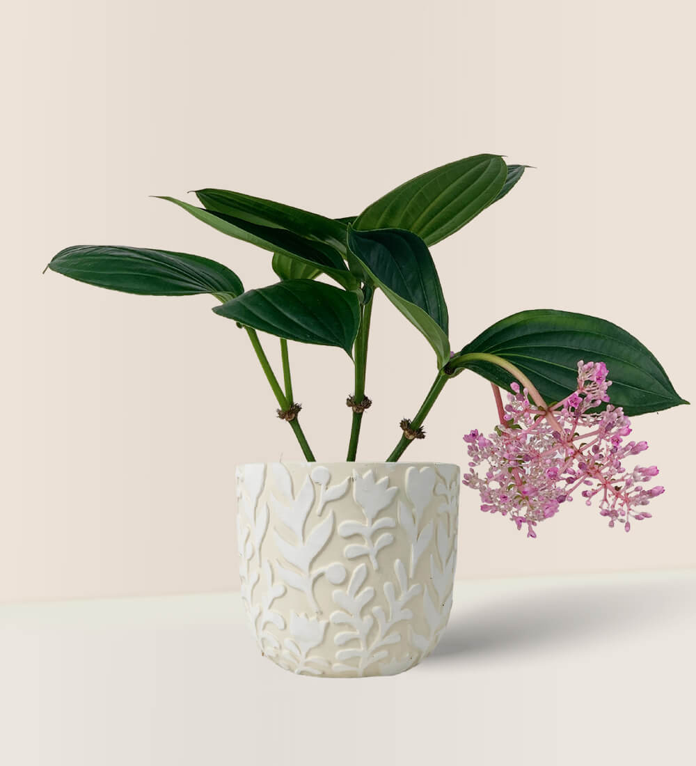 Medinilla paired with Annabelle Planter