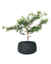 Melaleuca Alternifolia 'Shining Arrow' - vanga ceramic planter - small/black - Potted plant - Tumbleweed Plants - Online Plant Delivery Singapore
