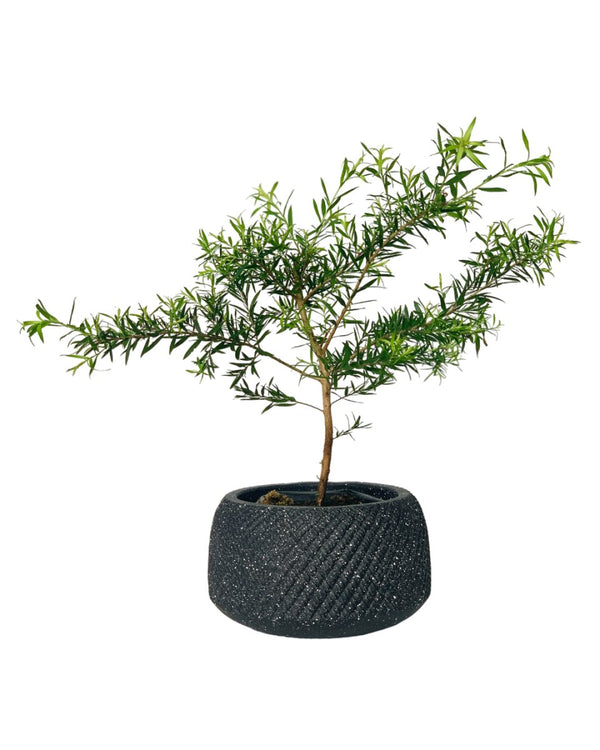 Melaleuca Alternifolia 'Shining Arrow' - vanga ceramic planter - small/black - Potted plant - Tumbleweed Plants - Online Plant Delivery Singapore