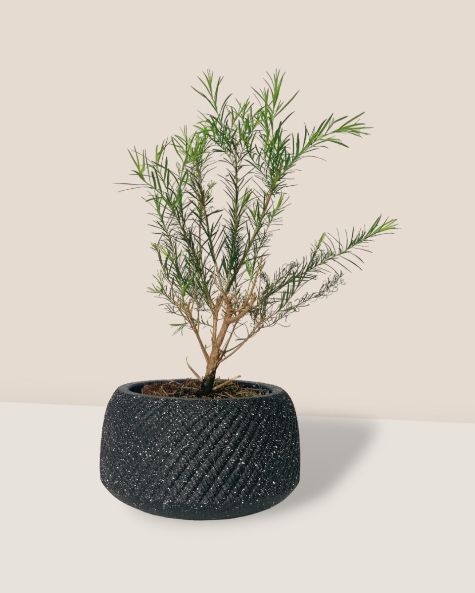 Melaleuca Alternifolia 'Shining Arrow' - vanga ceramic planter - small/black - Potted plant - Tumbleweed Plants - Online Plant Delivery Singapore