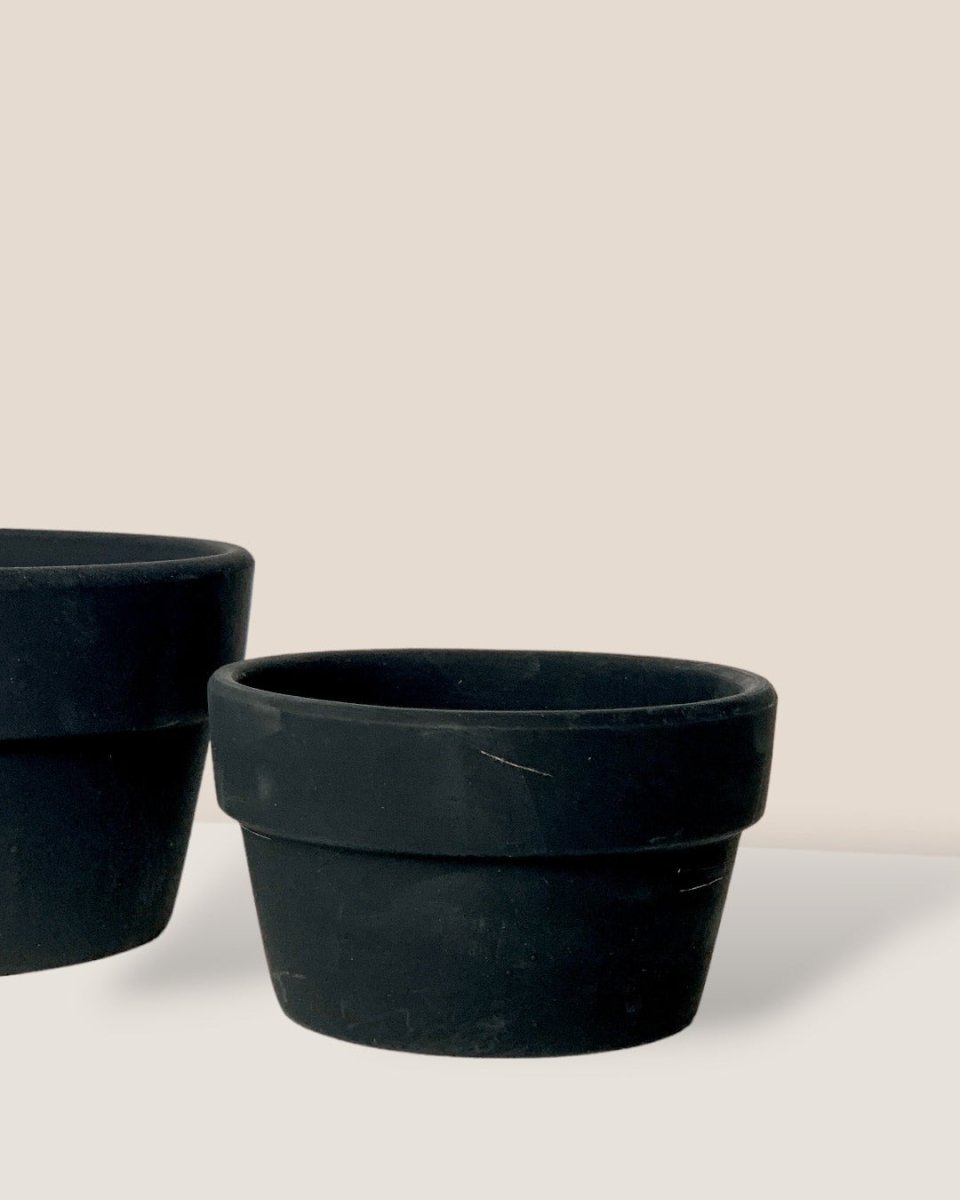 Midnight Black Pot - Small - Pot - Tumbleweed Plants - Online Plant Delivery Singapore
