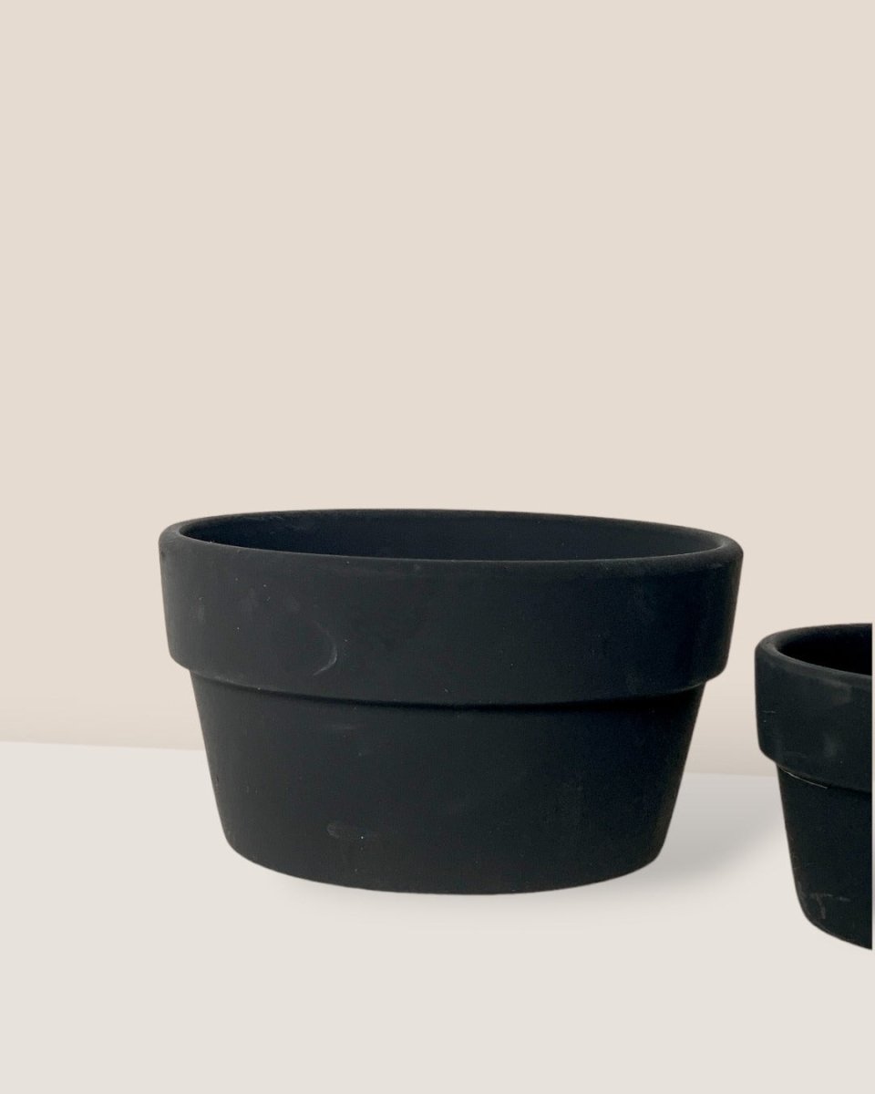 Midnight Black Pot - Large - Pot - Tumbleweed Plants - Online Plant Delivery Singapore
