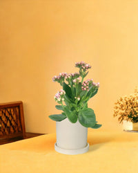 Mini Kalanchoe - white flour planter - cylinder - Gifting plant - Tumbleweed Plants - Online Plant Delivery Singapore