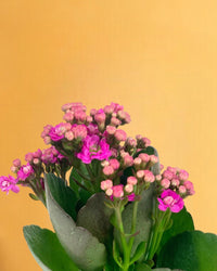 Mini Kalanchoe - brindle pot - standard/white - Gifting plant - Tumbleweed Plants - Online Plant Delivery Singapore