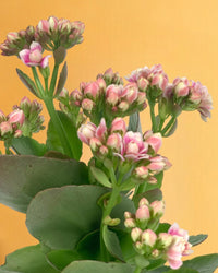 Mini Kalanchoe - brindle pot - standard/white - Gifting plant - Tumbleweed Plants - Online Plant Delivery Singapore