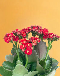 Mini Kalanchoe - black ceramic sand pot - Gifting plant - Tumbleweed Plants - Online Plant Delivery Singapore