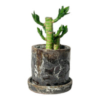 Mini Lucky Bamboo Plant