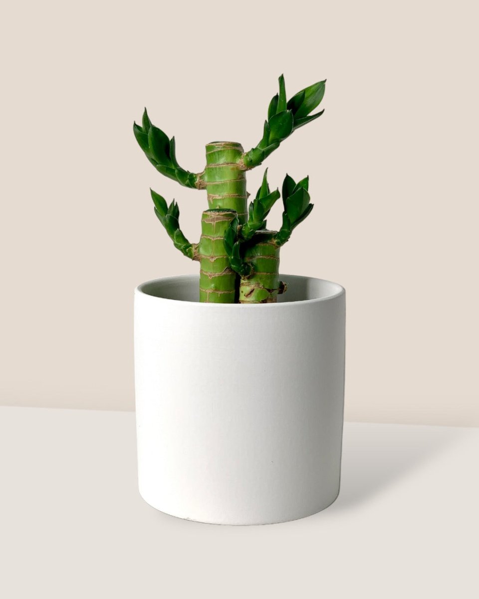 mini lucky bamboo plants Buy Best Dracaena Sanderiana (Lucky Bamboo) Plant