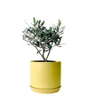 Mini Olive Tree (Olea Europaea Holland) - bondi cube - Potted Plant - Tumbleweed Plants - Online Plant Delivery Singapore