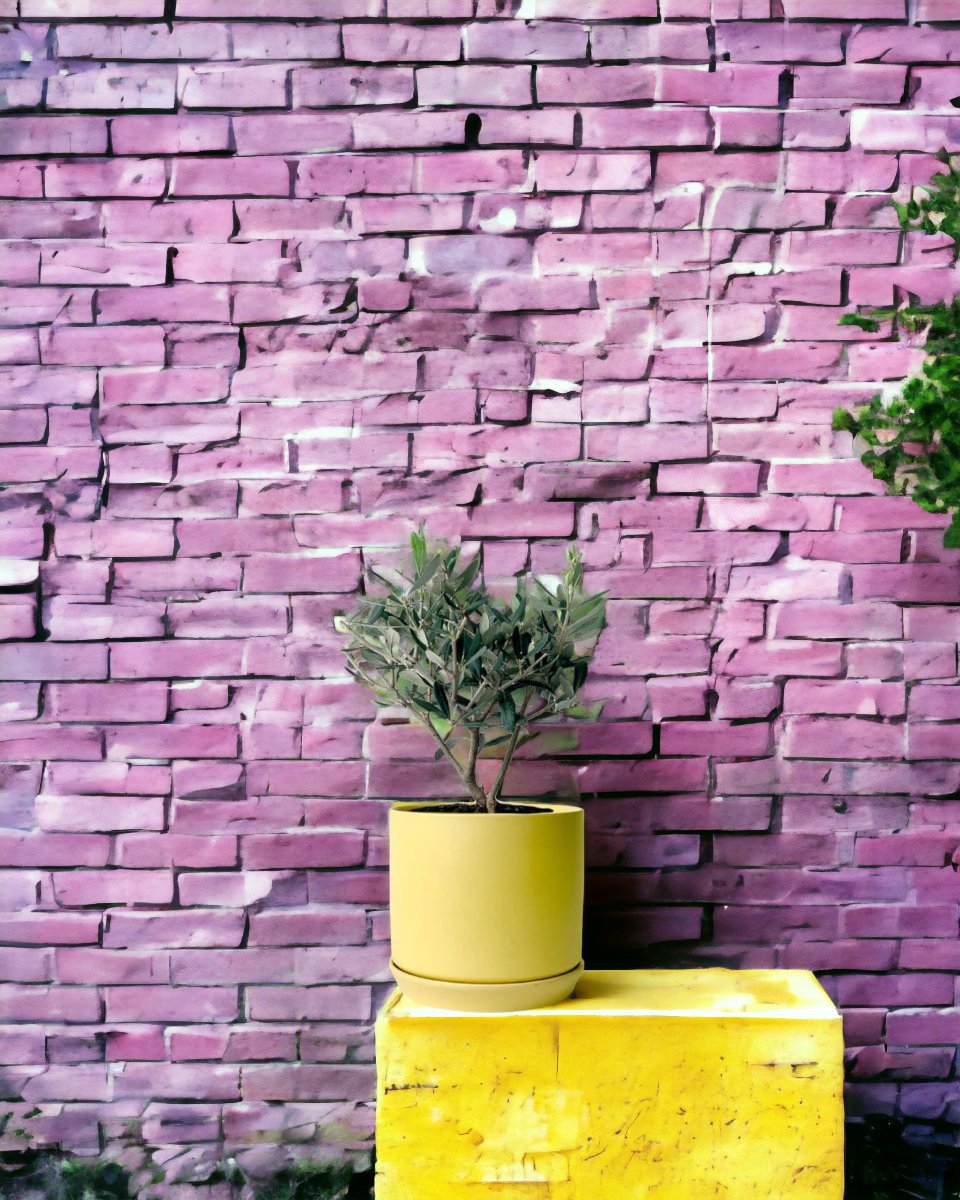 Mini Olive Tree (Olea Europaea Holland) - bondi cube - Potted Plant - Tumbleweed Plants - Online Plant Delivery Singapore