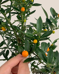 Mini Orange Tree - egg pot - small/white - Gifting plant - Tumbleweed Plants - Online Plant Delivery Singapore