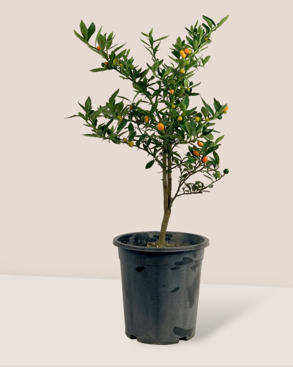Mini Orange Tree - grow pot - Gifting plant - Tumbleweed Plants - Online Plant Delivery Singapore