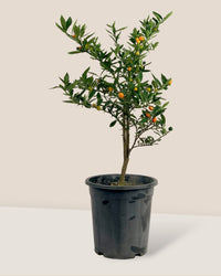 Mini Orange Tree - grow pot - Gifting plant - Tumbleweed Plants - Online Plant Delivery Singapore