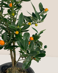 Mini Orange Tree - grow pot - Gifting plant - Tumbleweed Plants - Online Plant Delivery Singapore