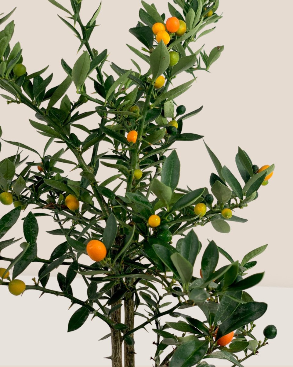 Mini Orange Tree - grow pot - Gifting plant - Tumbleweed Plants - Online Plant Delivery Singapore