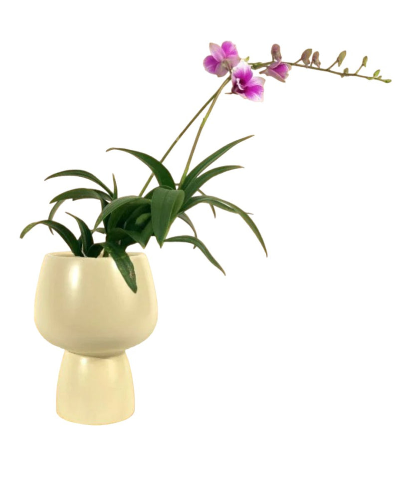 Mini Orchid - ceramic sand pot - Potted plant - Tumbleweed Plants - Online Plant Delivery Singapore