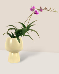 Mini Orchid - ceramic sand pot - Potted plant - Tumbleweed Plants - Online Plant Delivery Singapore