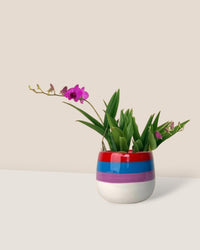 Mini Orchid - ceramic sand pot - Potted plant - Tumbleweed Plants - Online Plant Delivery Singapore