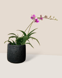 Mini Orchid - ceramic sand pot - Potted plant - Tumbleweed Plants - Online Plant Delivery Singapore
