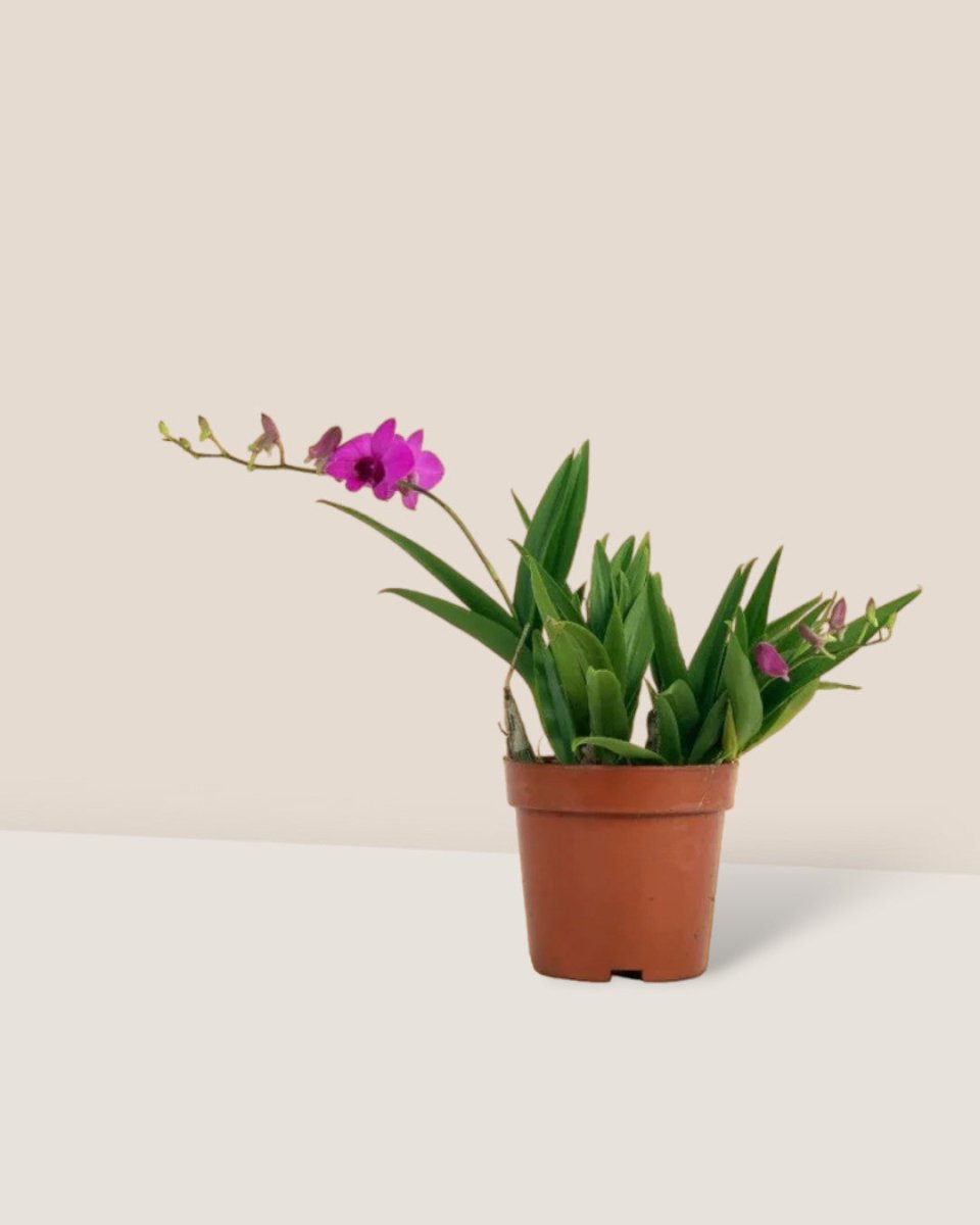 Mini Orchid - ceramic sand pot - Potted plant - Tumbleweed Plants - Online Plant Delivery Singapore