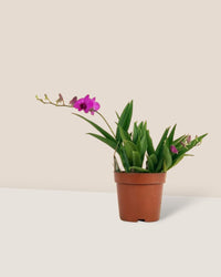 Mini Orchid - ceramic sand pot - Potted plant - Tumbleweed Plants - Online Plant Delivery Singapore