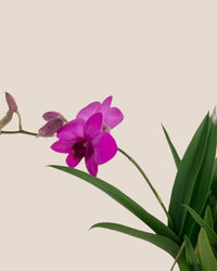 Mini Orchid - ceramic sand pot - Potted plant - Tumbleweed Plants - Online Plant Delivery Singapore