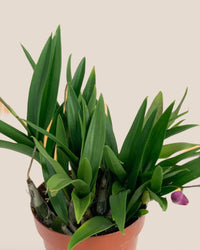 Mini Orchid - ceramic sand pot - Potted plant - Tumbleweed Plants - Online Plant Delivery Singapore