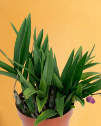 Mini Orchid - grow pot - Potted plant - Tumbleweed Plants - Online Plant Delivery Singapore