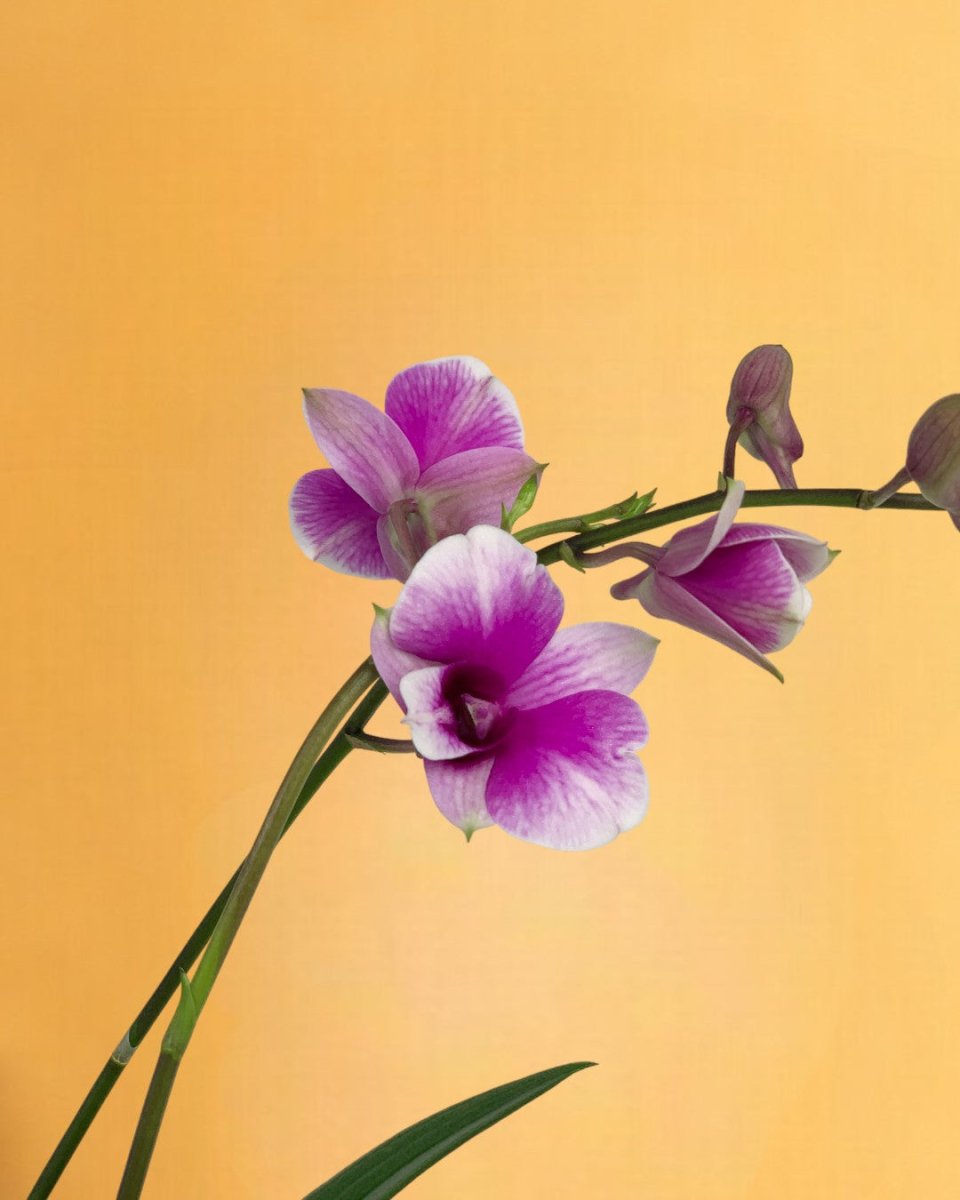 Mini Orchid - grow pot - Potted plant - Tumbleweed Plants - Online Plant Delivery Singapore