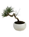 Miniature Japanese Black Pine in White Ceramic Pot (Japan) - Potted plant - Tumbleweed Plants - Online Plant Delivery Singapore