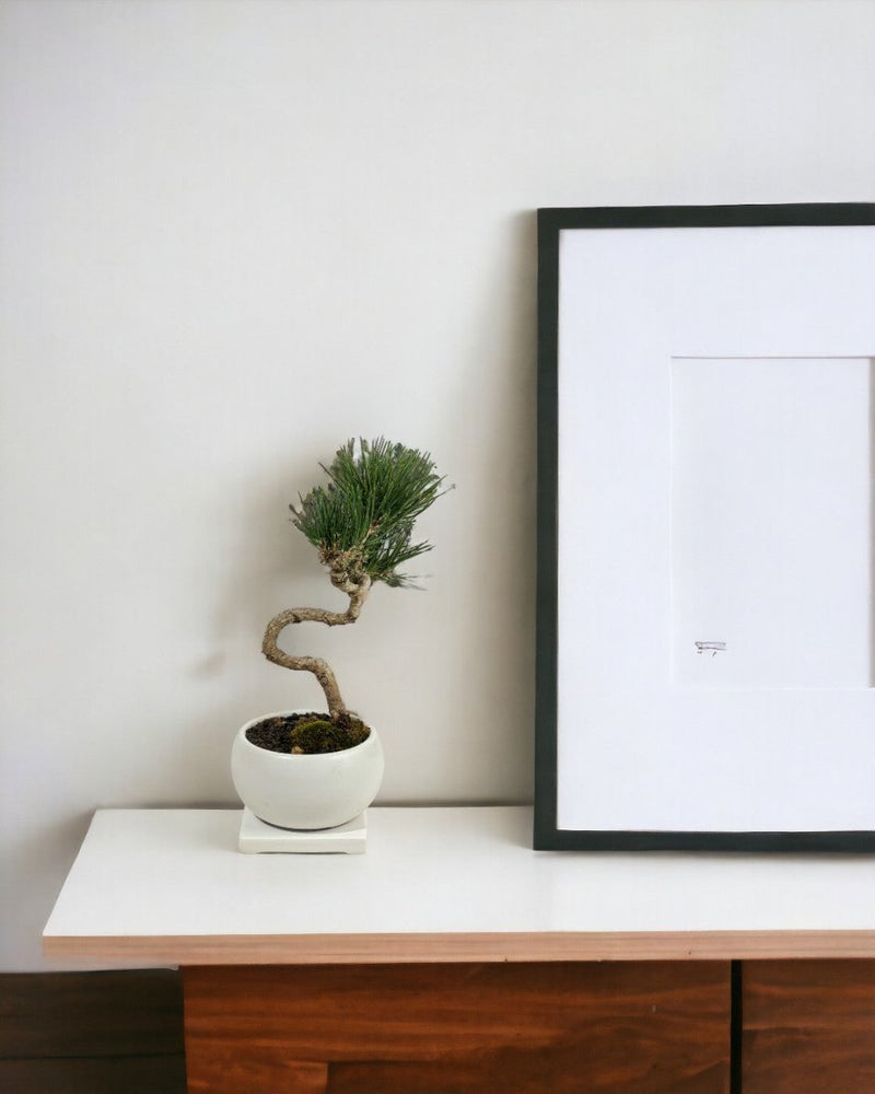 Miniature Japanese Black Pine in White Ceramic Pot (Japan) - Potted plant - Tumbleweed Plants - Online Plant Delivery Singapore