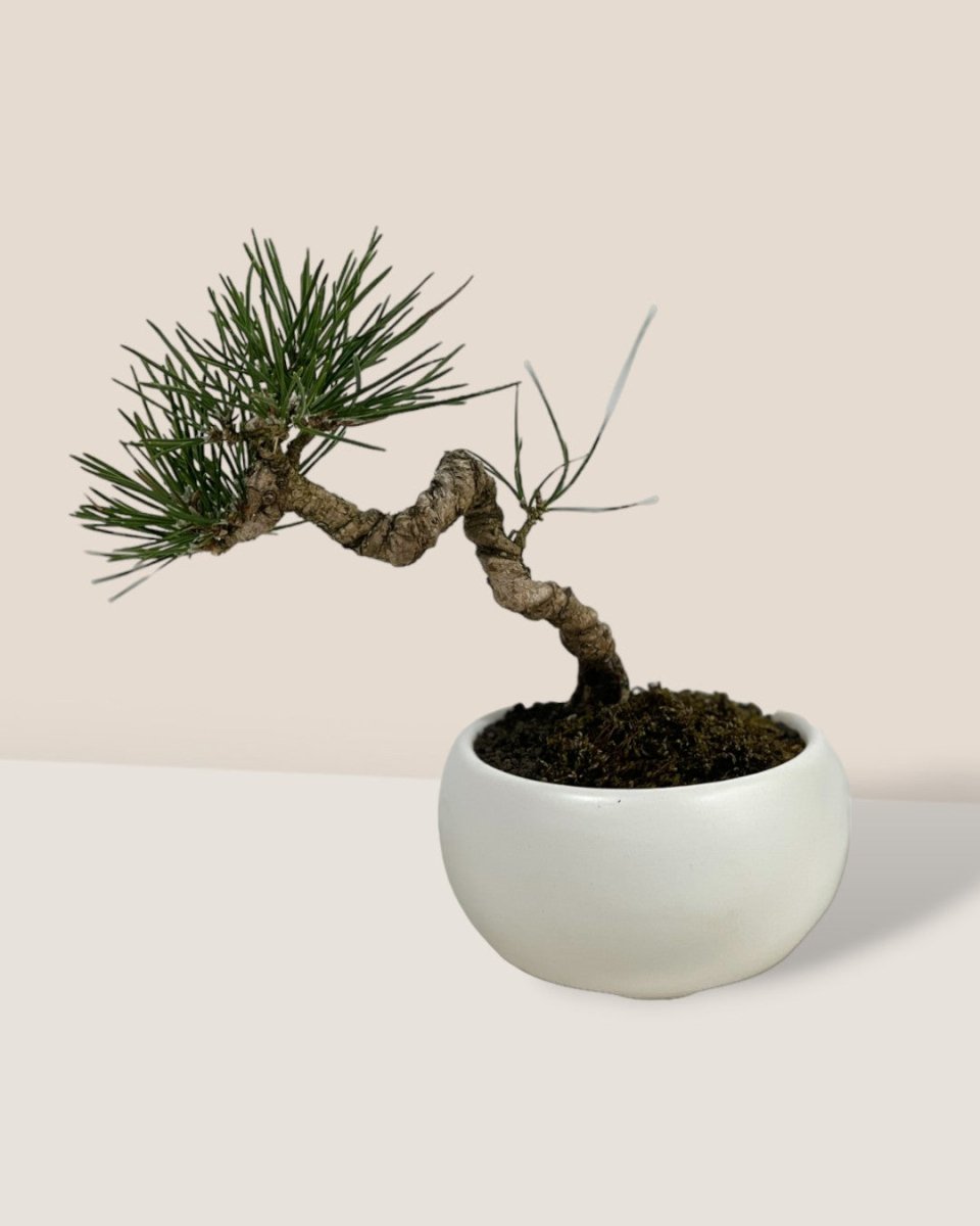 Miniature Japanese Black Pine in White Ceramic Pot (Japan) - Potted plant - Tumbleweed Plants - Online Plant Delivery Singapore