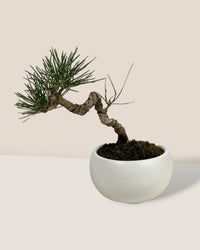Miniature Japanese Black Pine in White Ceramic Pot (Japan) - Potted plant - Tumbleweed Plants - Online Plant Delivery Singapore