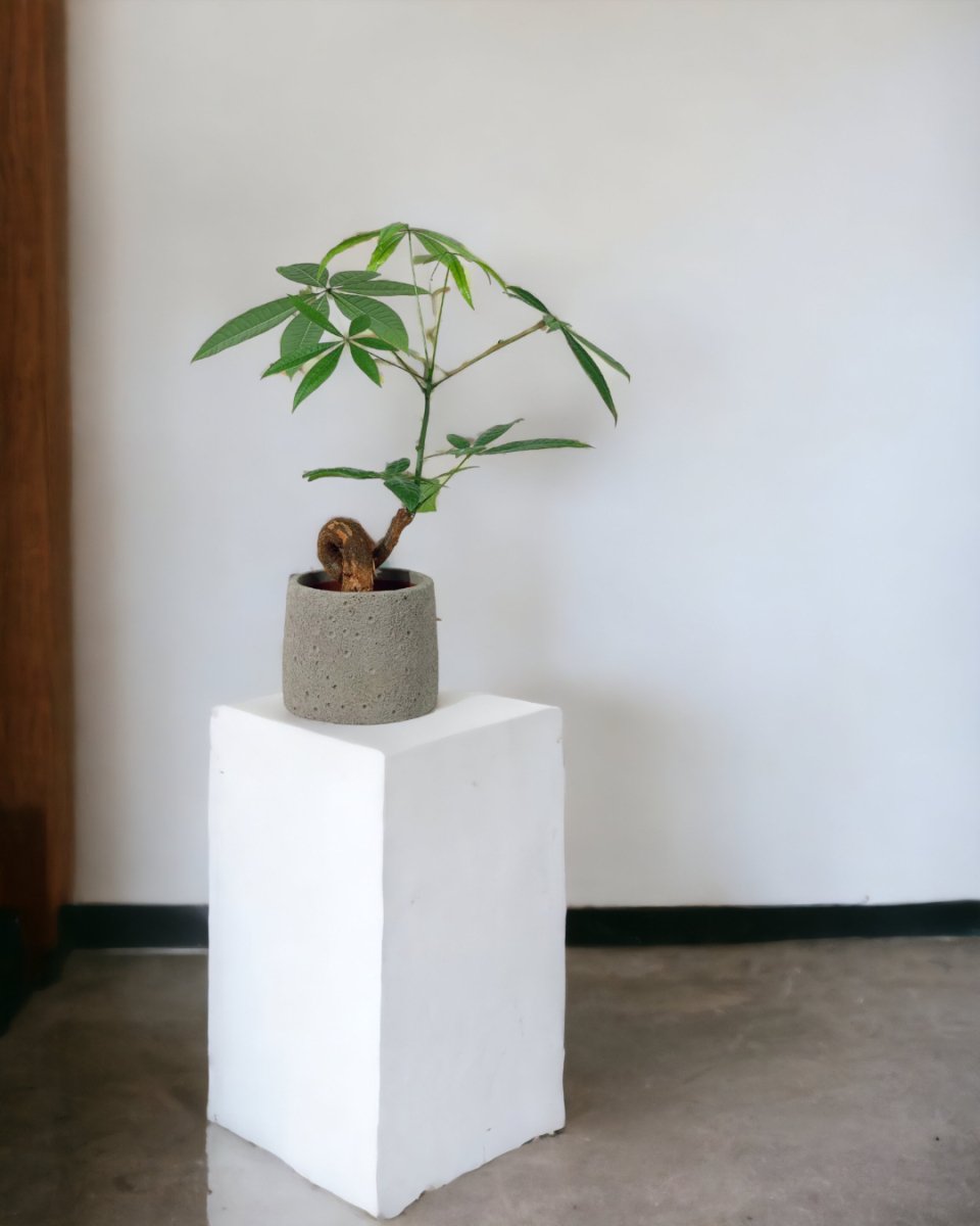Bonsai Money Tree - cement planter - trapezoid - Gifting plant - Tumbleweed Plants - Online Plant Delivery Singapore